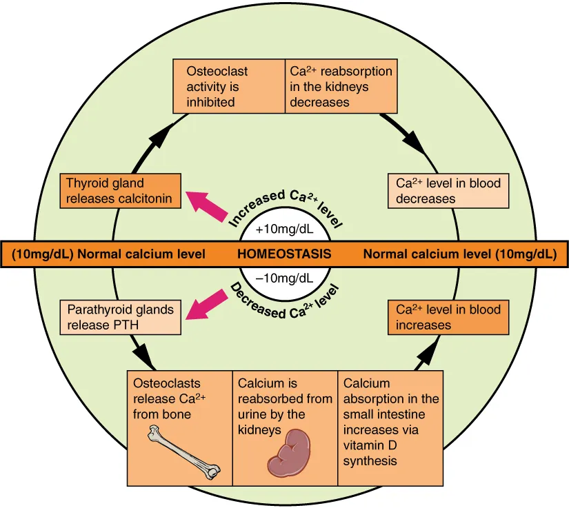Diagram illustrating calcium homeostasis, showing the roles of the thyroid gland, parathyroid glands, and osteoclasts in regulating blood calcium levels.