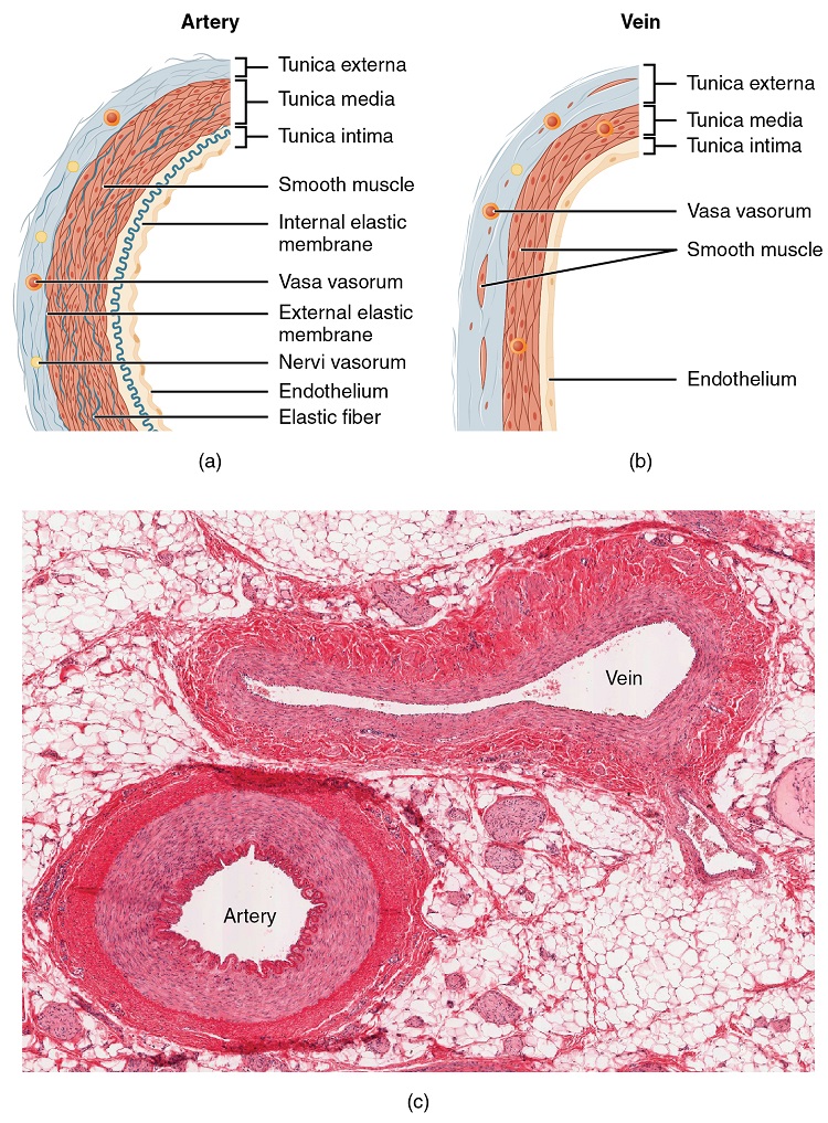 Schematic comparison of artery and vein AND micrographs of artery and vein
