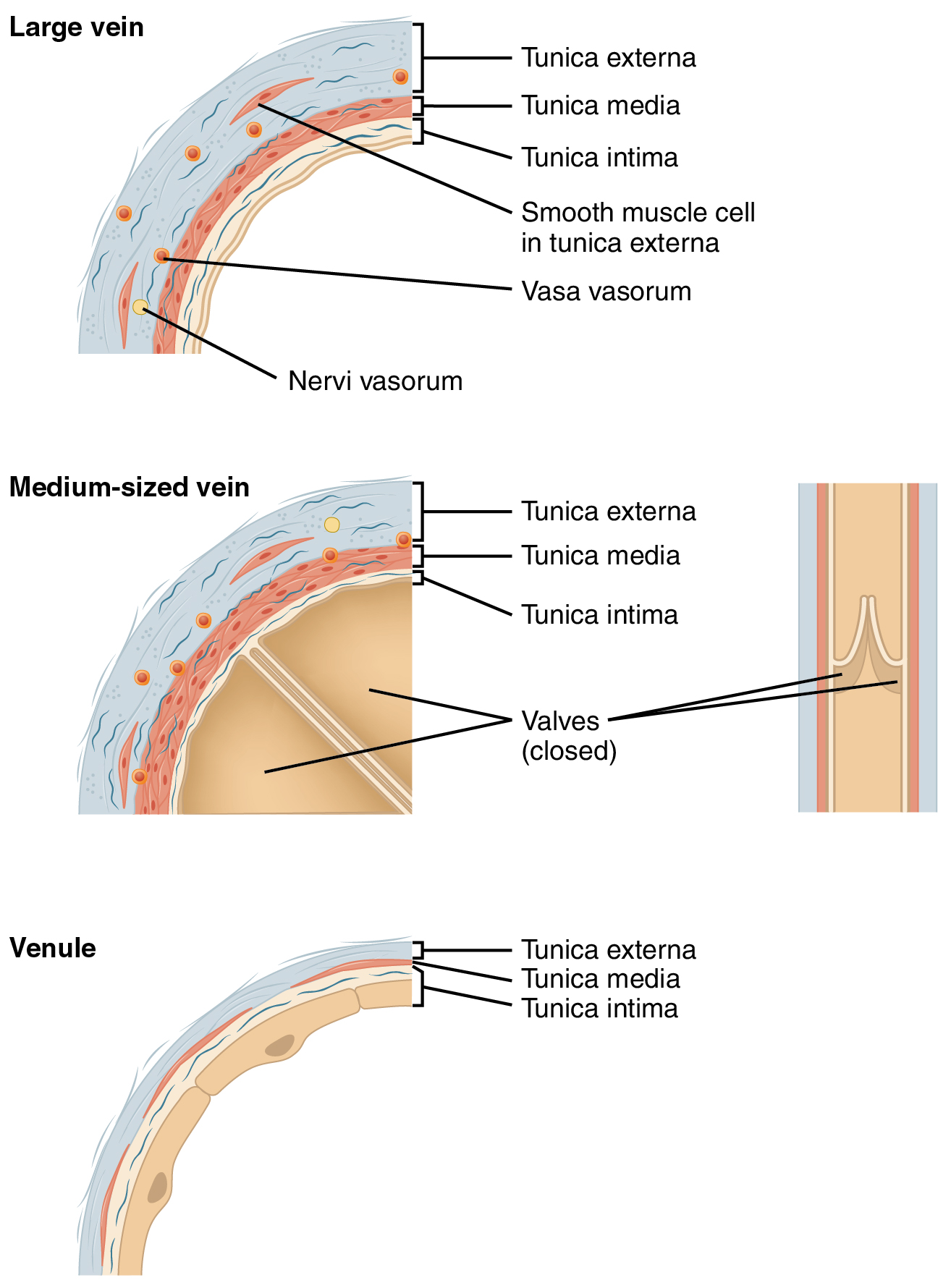 Comparison of Types of Veins