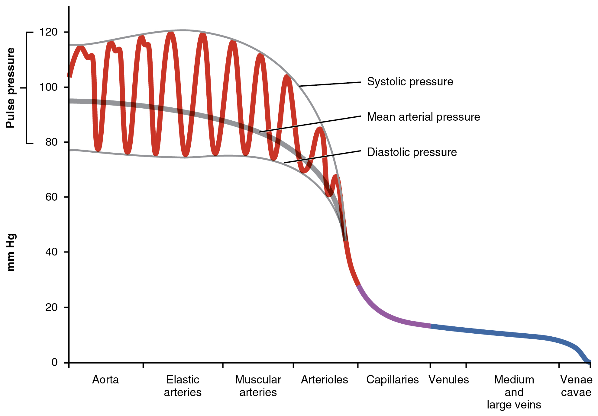 Graph of systemic blood pressure in various types of blood vessel.