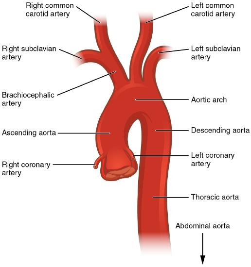 Diagram of Regions of the Aorta