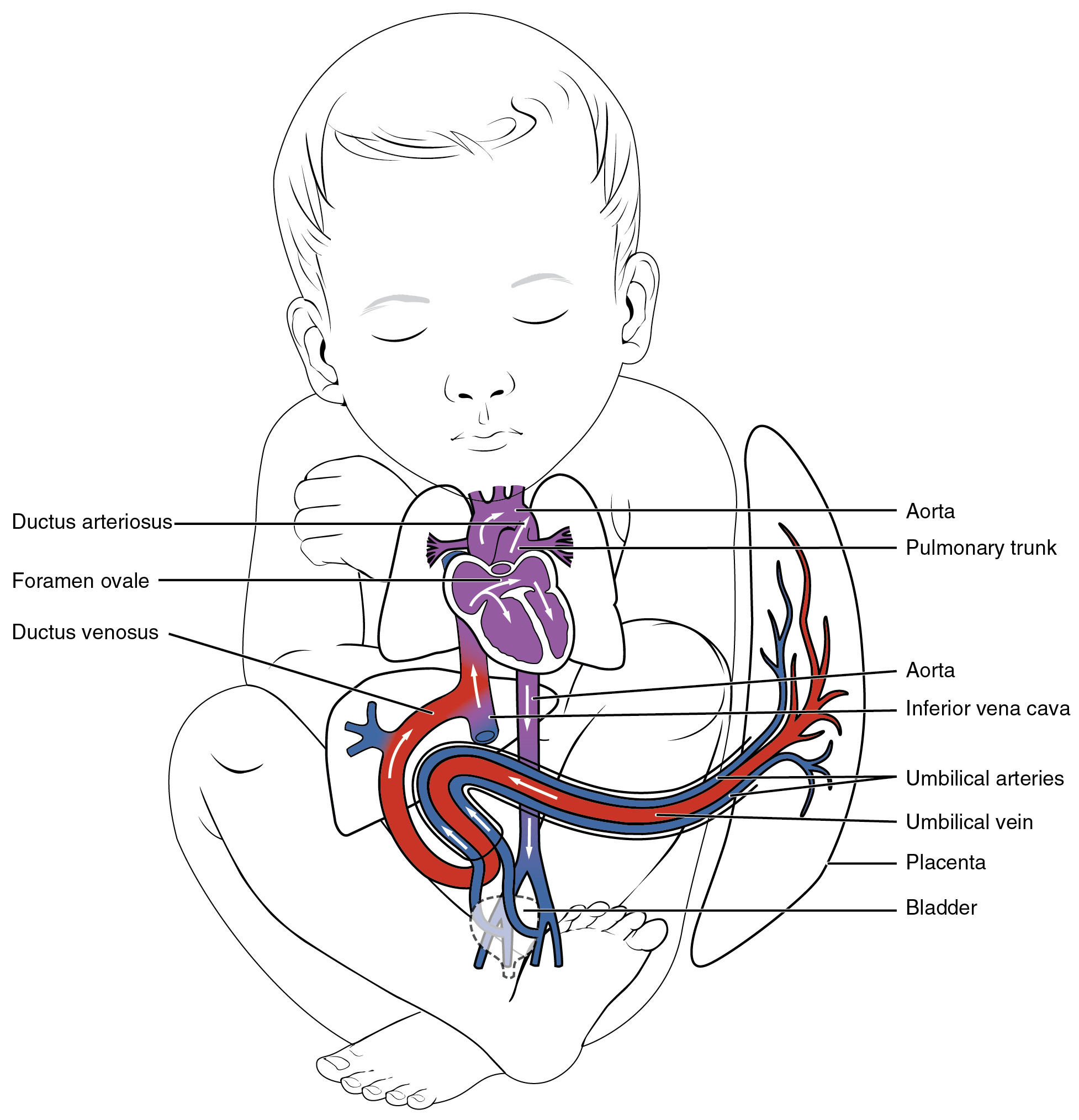 Diagram of fetal shunts that bypass the pulmonary circuit and the liver.