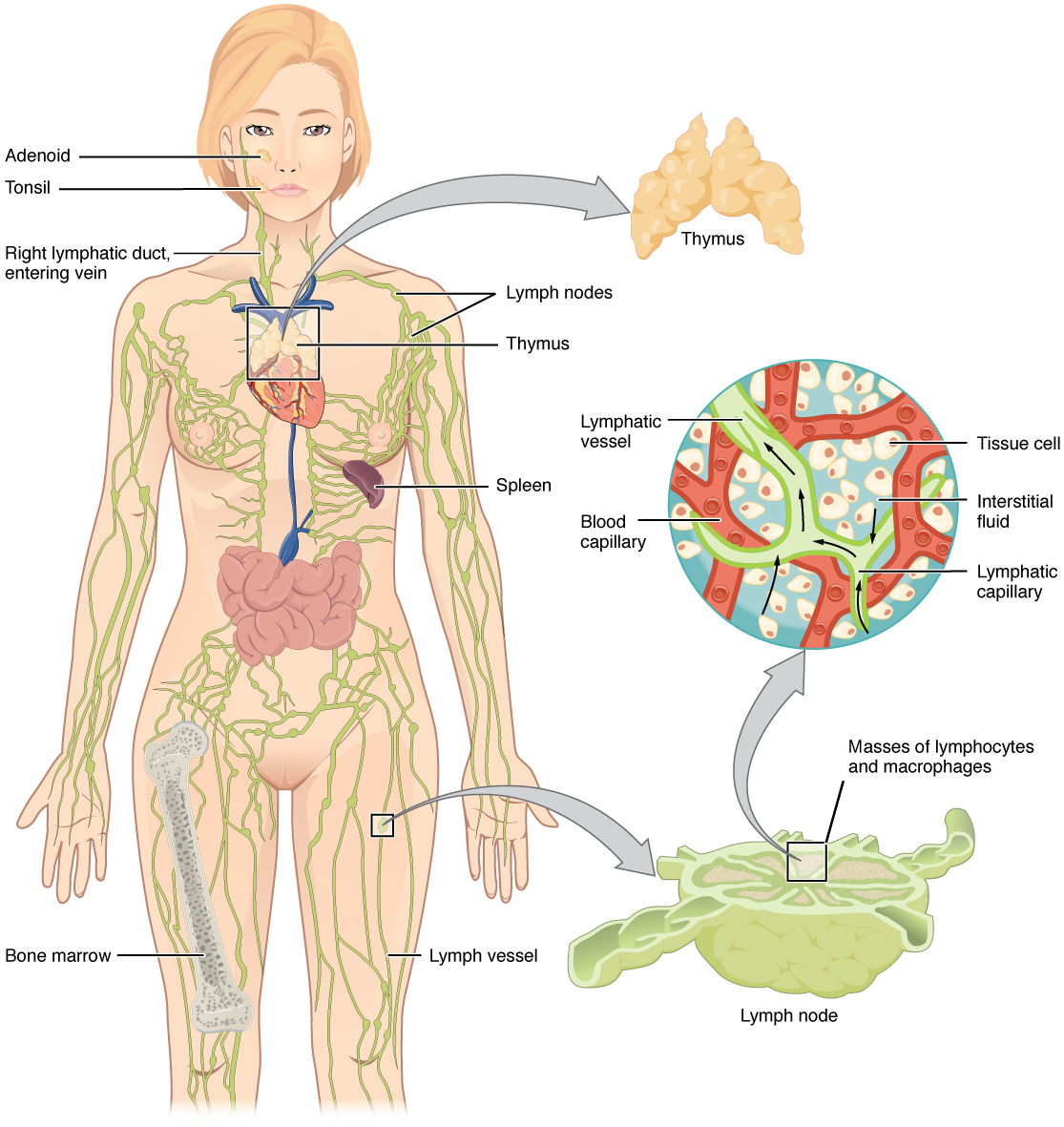 Anatomy of the lymphatic system including lymph node and thymus.