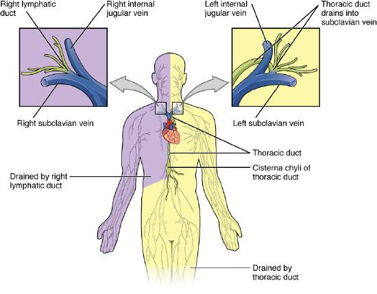 Lymphatic trunk and ducts