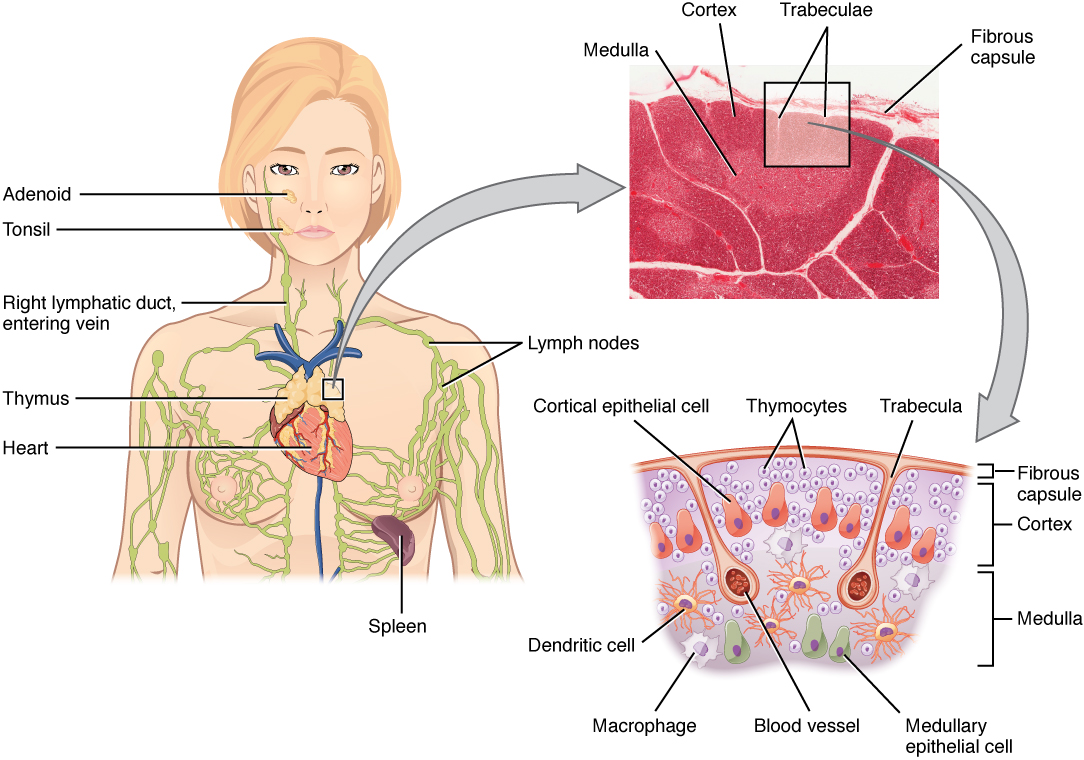 Thymus location and histology are diagrammed. Thymocytes are hidden from the bloodstream in the cortex of the thymus.