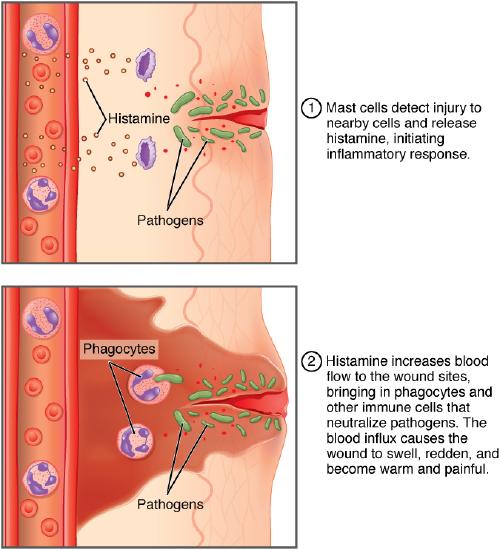 Histamines initiate inflammatory response, increasing blood flow.