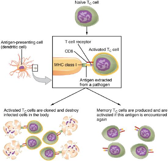 Expansion of t-lymphocytes