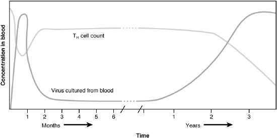 Graph showing HIV disease progression