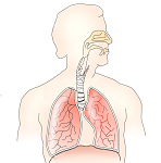 22: The Respiratory System