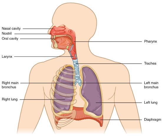 Image of major respiratory organs