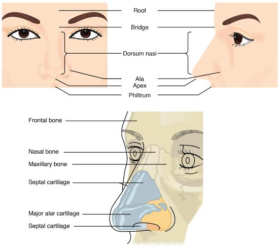 Image of nose