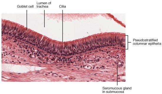 Micrograph for pseudostratified epithelium