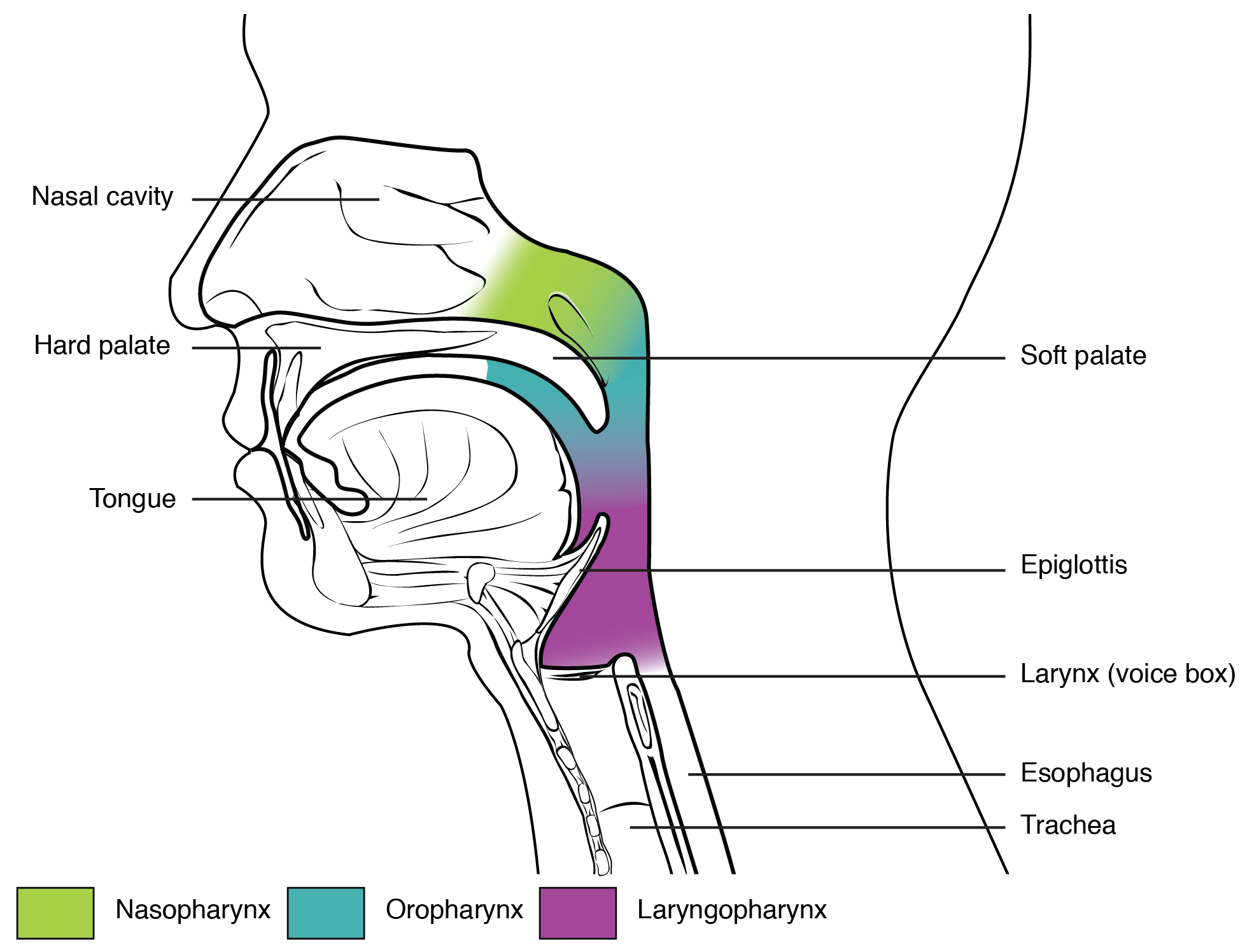 The pharynx is divided into the nasopharynx, oropharynx, and laryngopharynx.