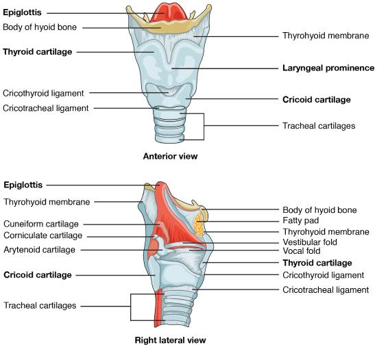 Anterior and lateral view of the larynx