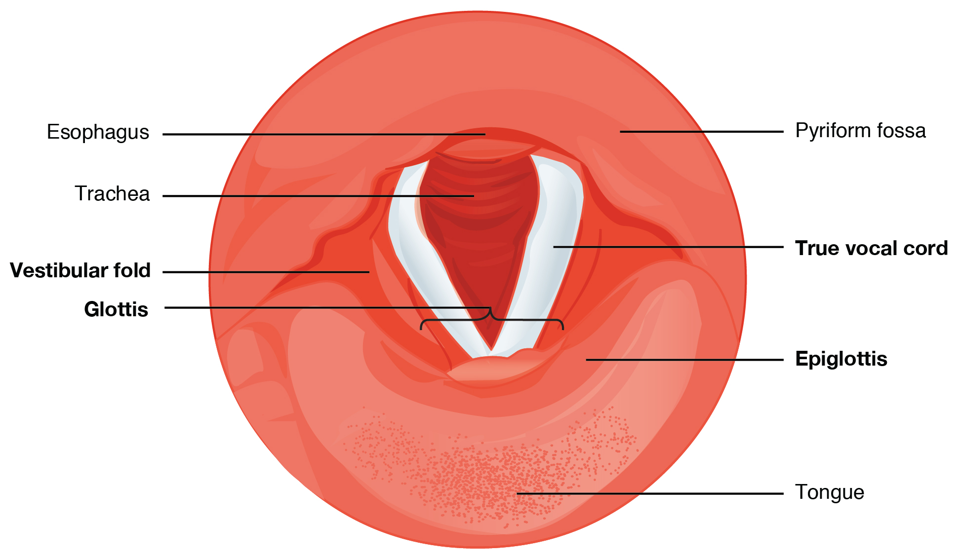 Labeled diagram of a superior view inside the larynx.