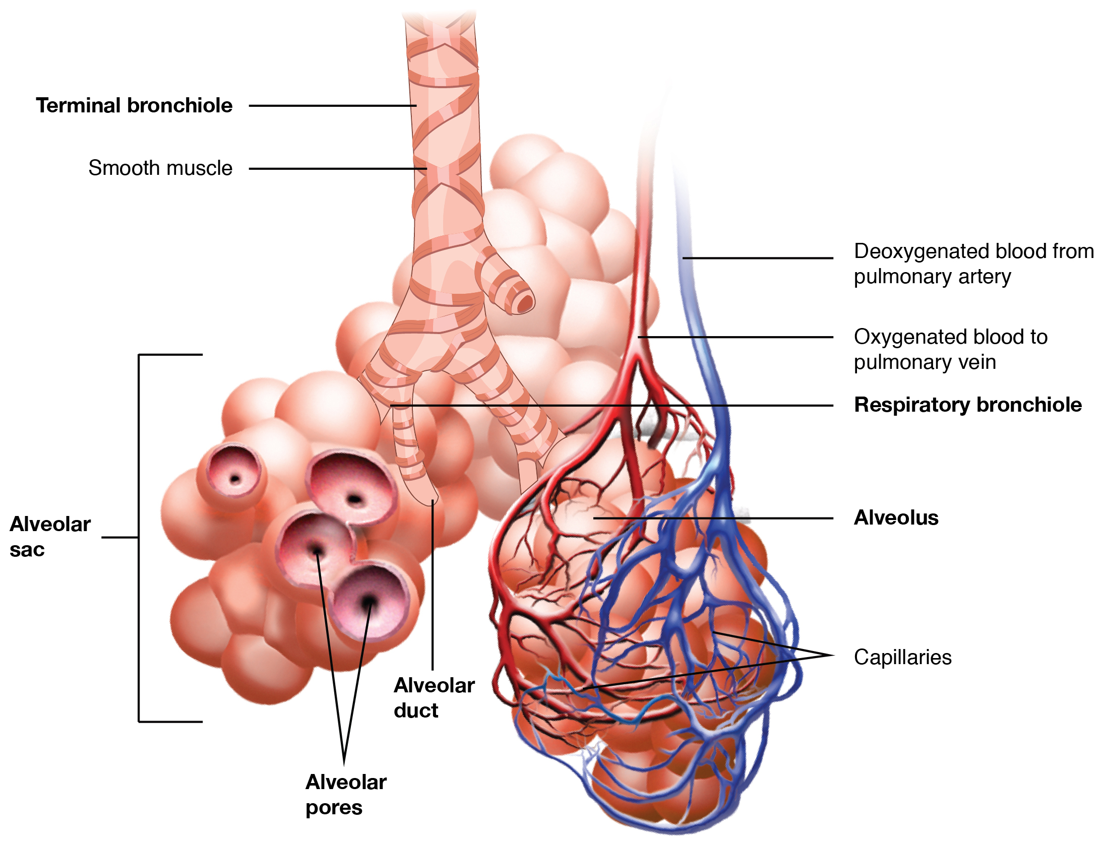 Labeled diagram of respiratory zone in which a cluster of alveoli are connected to a respiratory bronchiole and wrapped with capillaries.