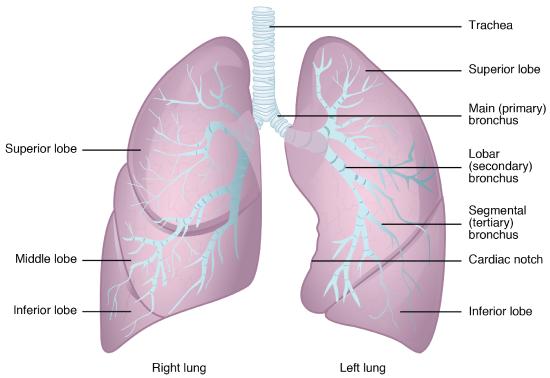 Gross Anatomy of the lungs