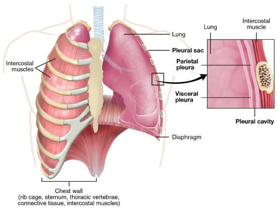 Two layers of lung pleure