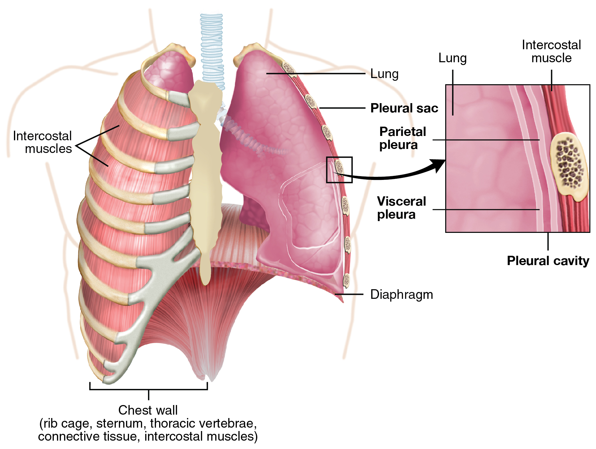 Diagram of the pleurae of the lungs. The parietal pleura lines the inside of the rib cage while the visceral pleura covers the superficial surface of the lobes of the lungs.