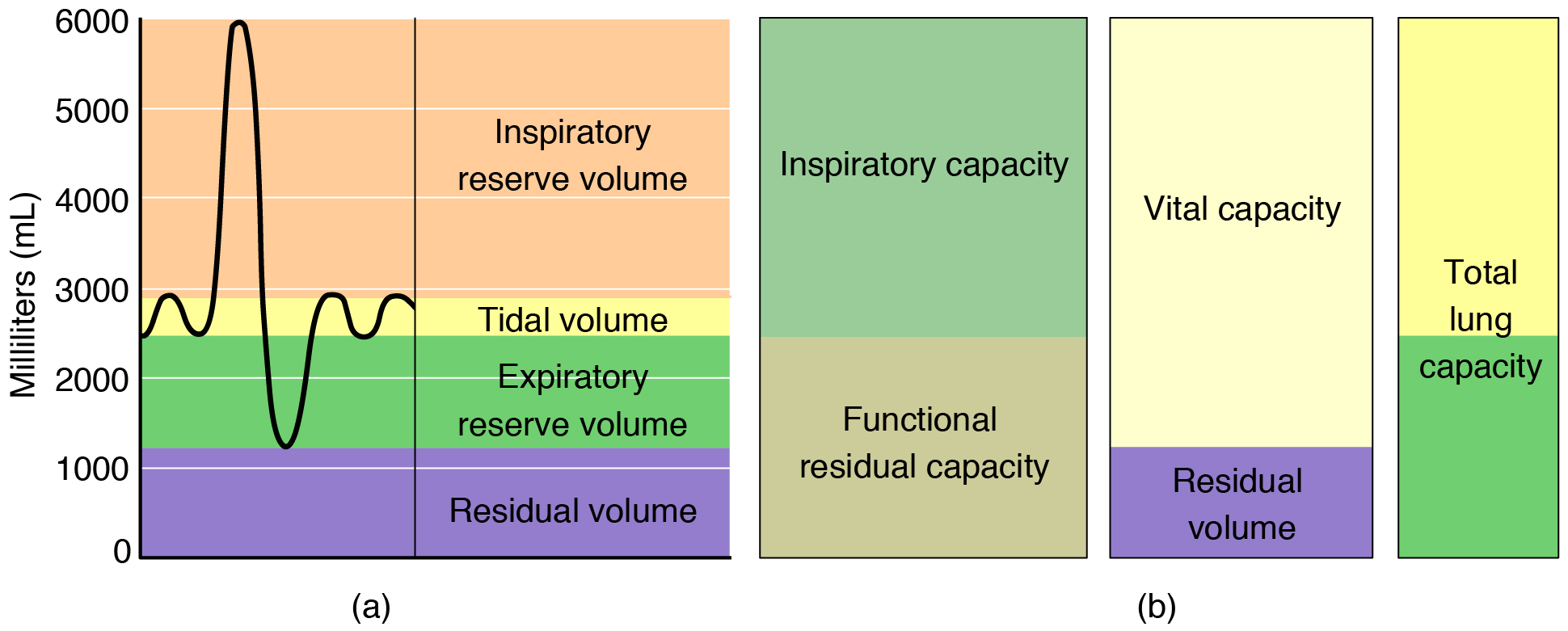 2317_Spirometry_and_Respiratory_Volumes.jpg