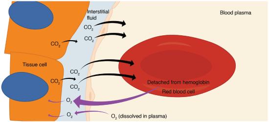 Internal respiration muscles and red blood cells.