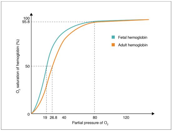 Differences between fetus and adult in Oxygen-hemoglobin Dissociation