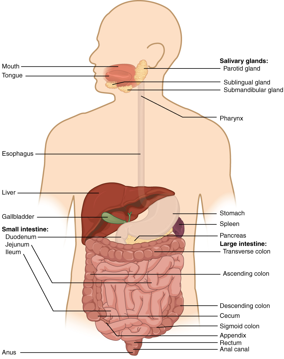Drawing of the digestive system which includes digestive tract from mouth to anus and digestive accessory organs liver, gallbladder, and pancreas.
