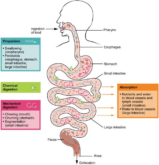 Diagram of digestive tract showing the location of different processes of digestion, such as: propulsion, chemical digestion, mechanical digestion, and absoprtion.