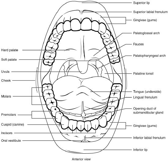 Graphical representation of the mouth.