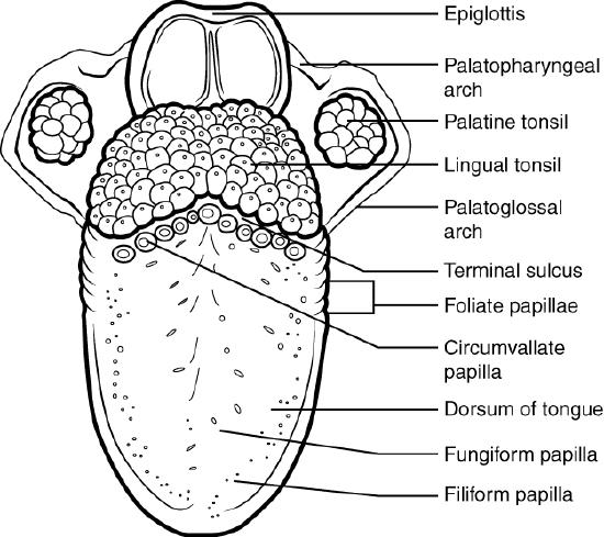 Graphical representation of tongue and papillae on it. 