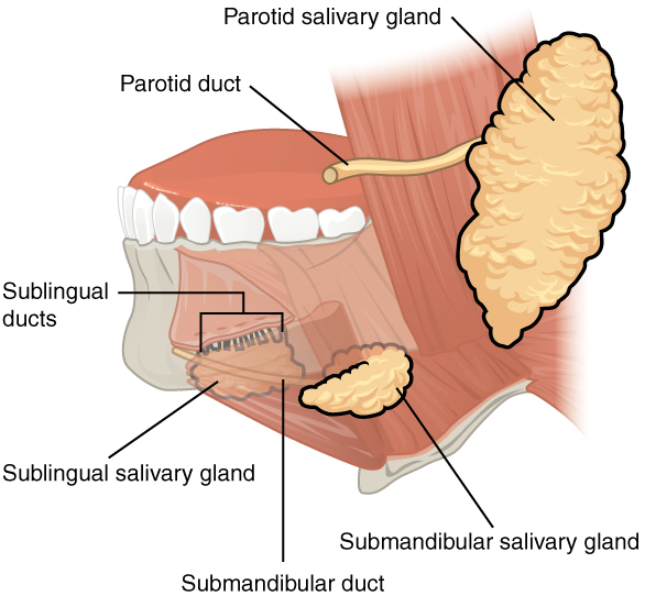 Drawing of a left lateral view of the oral cavity with the cheek removed, showing the salivary glands and their ducts just superficial to the muscles and mandible.