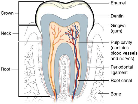 The structure of a tooth