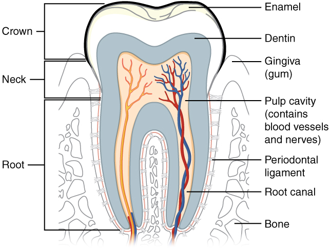 Drawing of vertical cross-section of a tooth showing different layers and structures.