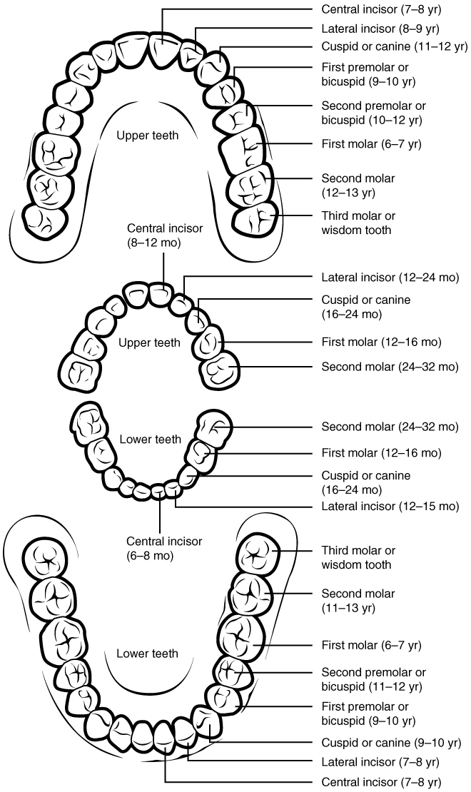 Drawing of upper and lower sets of teeth, for both permanent (adult) and temporary (children).