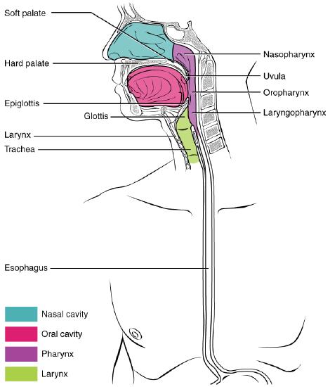 The pharynx and esophagus