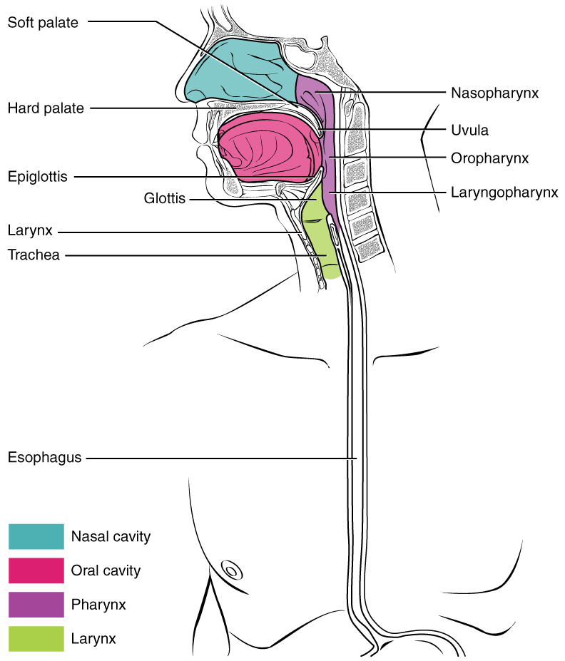 Drawing of side view of nasal and oral cavities and passages down to stomach or trachea.