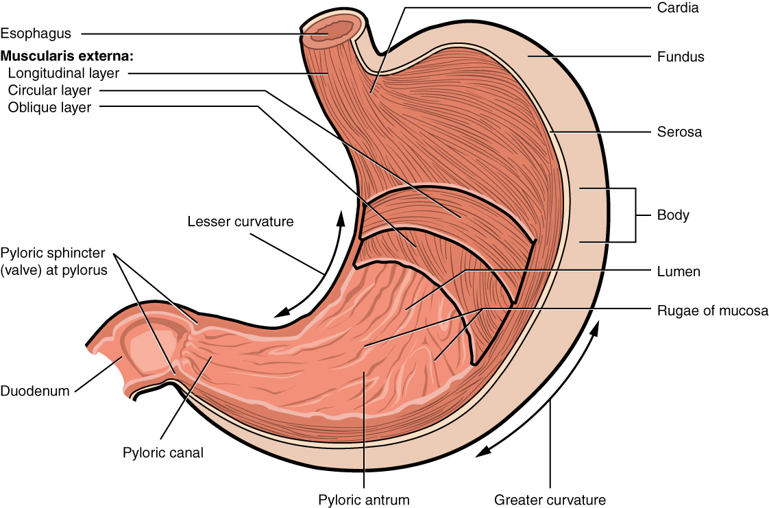 Muscles of the Stomach