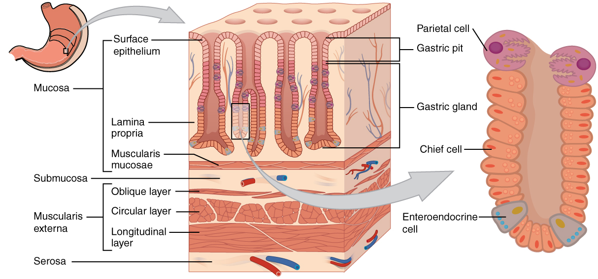 Drawing of histology of stomach wall with four layers and details of gastric pit and gland.