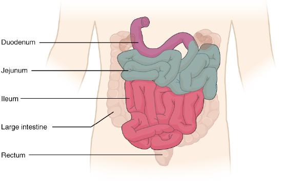 Parts of small intestine