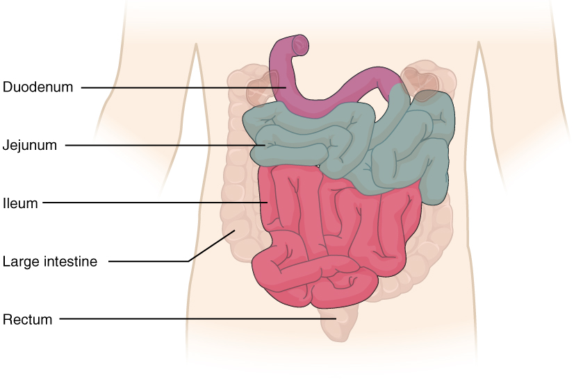 Drawing of anterior view of abdomen showing three main regions of small intestine.