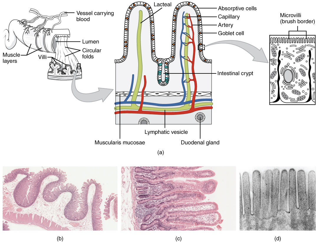 A, drawing of small intestine histology; B, C and D are micrographs of small intestine.
